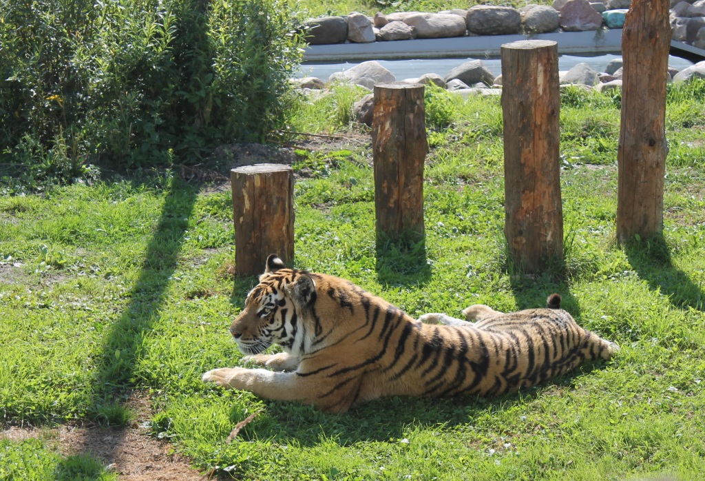 29 июля  - Международный день тигра - фото 2