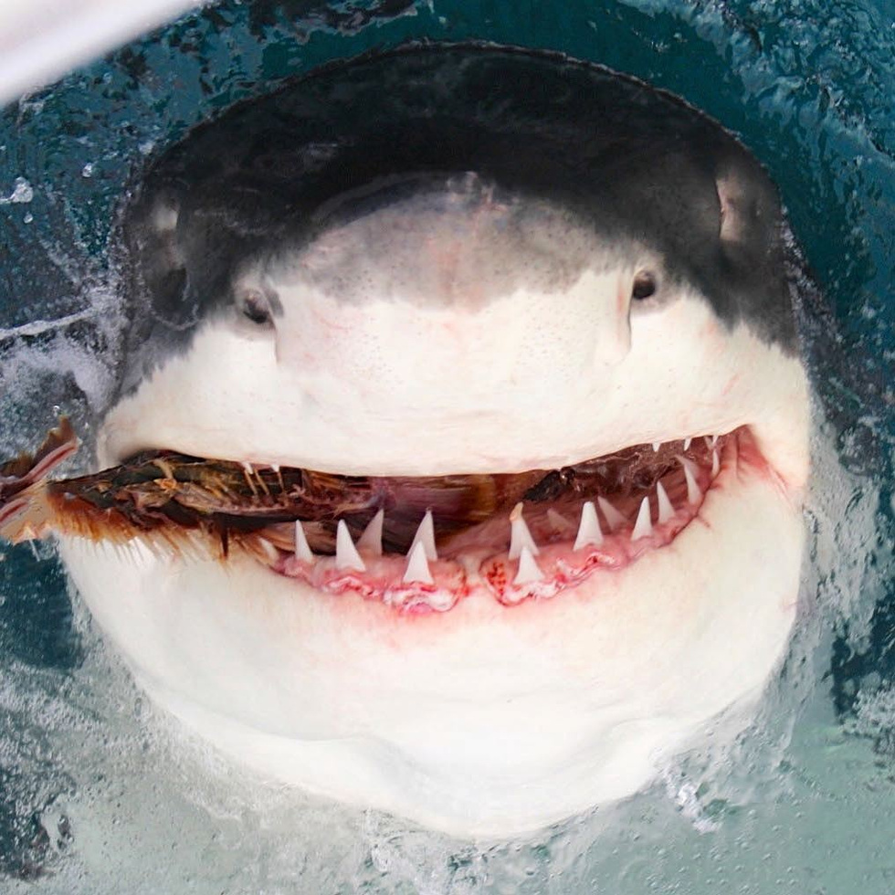 Дайверы случайно сняли акулу-сатану. Коллекция жутких снимков акул - фото 4