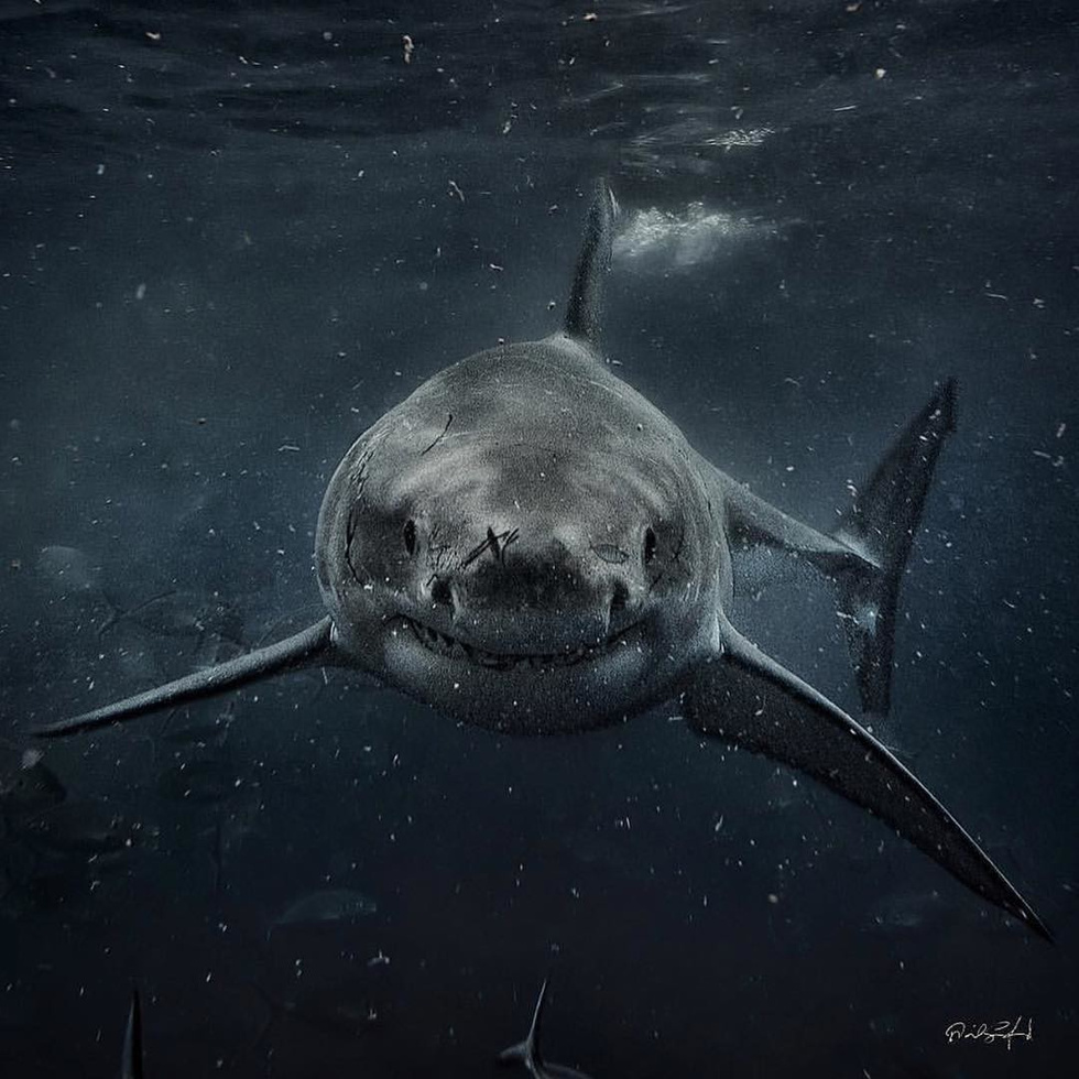 Дайверы случайно сняли акулу-сатану. Коллекция жутких снимков акул - фото 2