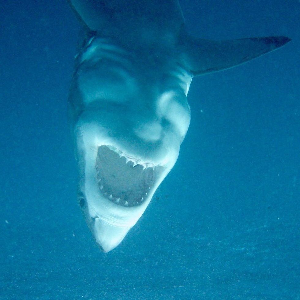Дайверы случайно сняли акулу-сатану. Коллекция жутких снимков акул - фото 1
