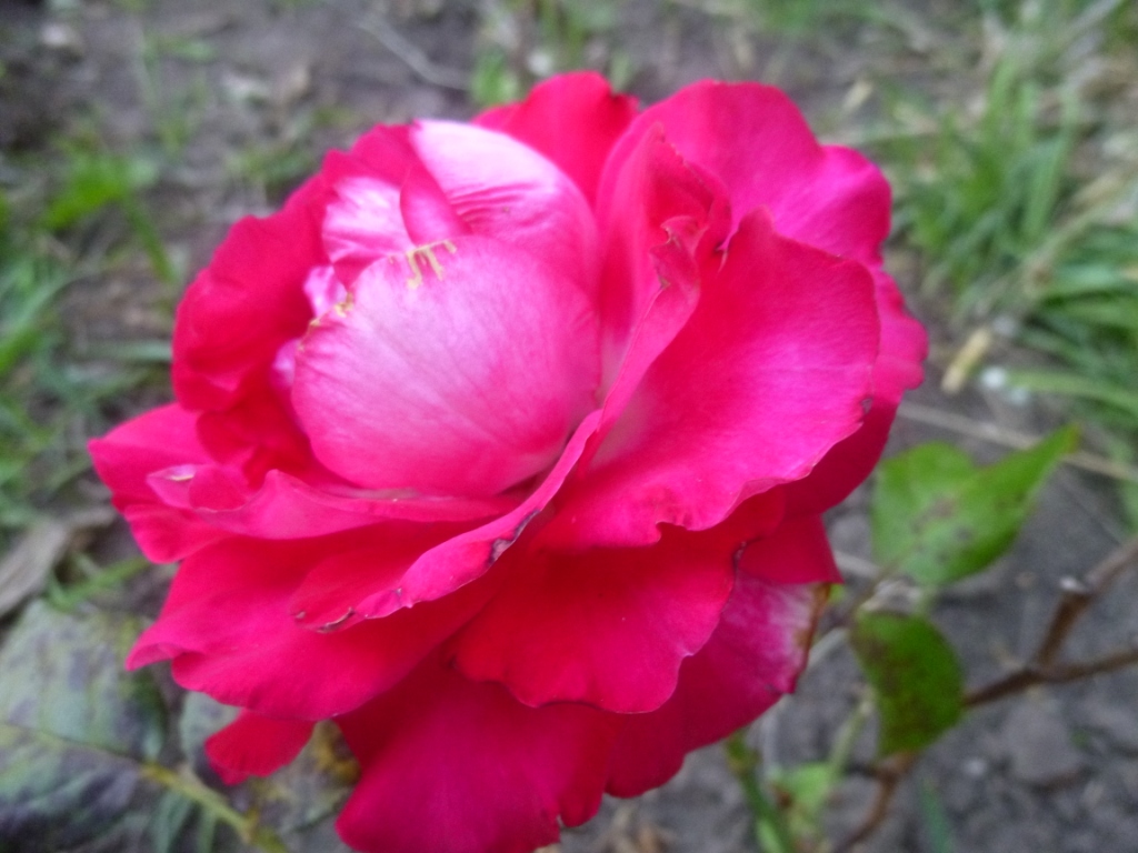 Осенние розы - фото 2