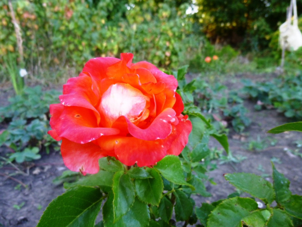 Осенние розы - фото 19
