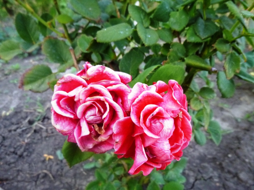 Осенние розы - фото 21