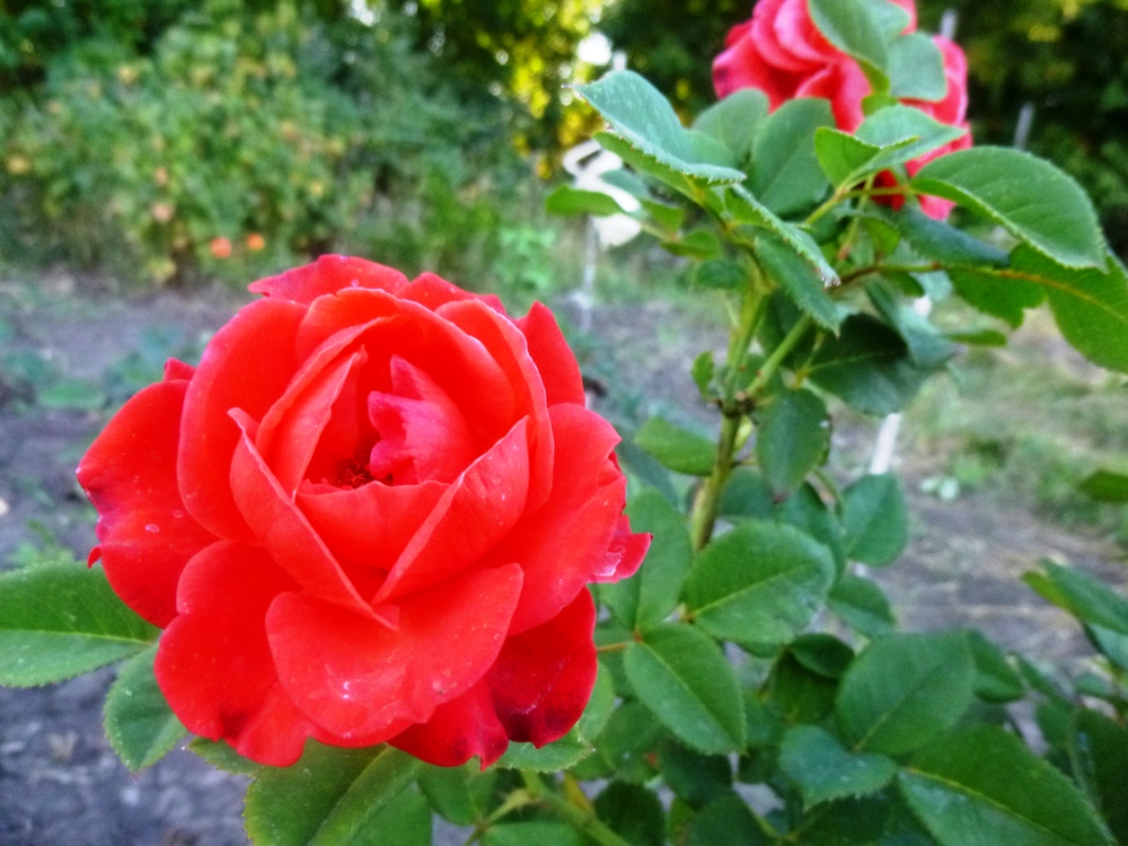 Осенние розы - фото 22