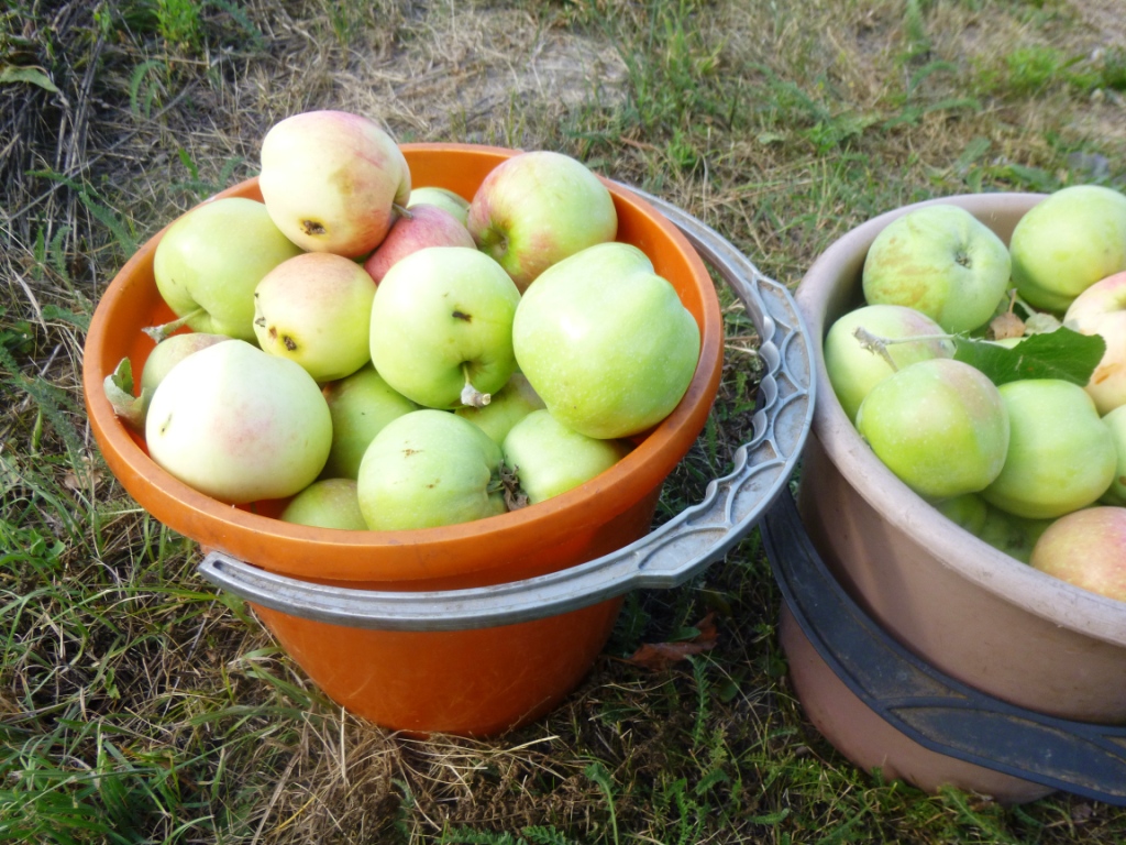Яблоки: сок, повидло и компот из одной партии - фото 2