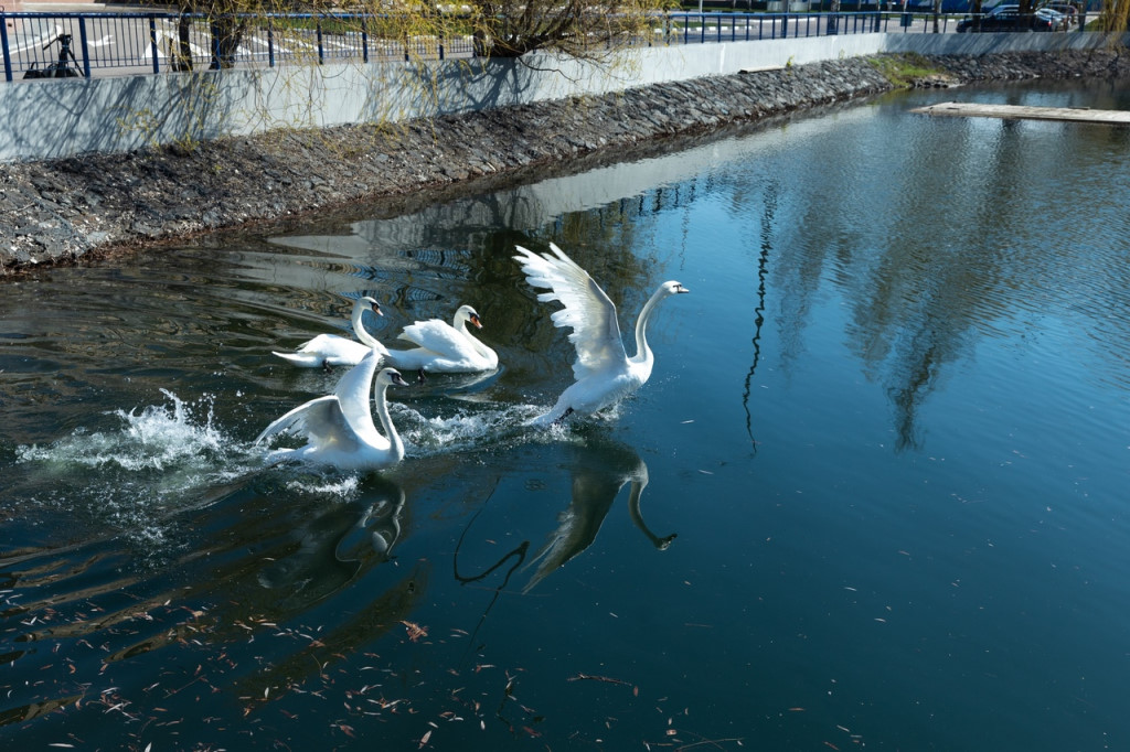 Лебеди вернулись в пруд Московского НПЗ с приходом тепла - фото 1