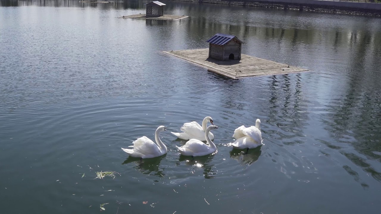 Лебеди вернулись в пруд Московского НПЗ с приходом тепла - фото 2