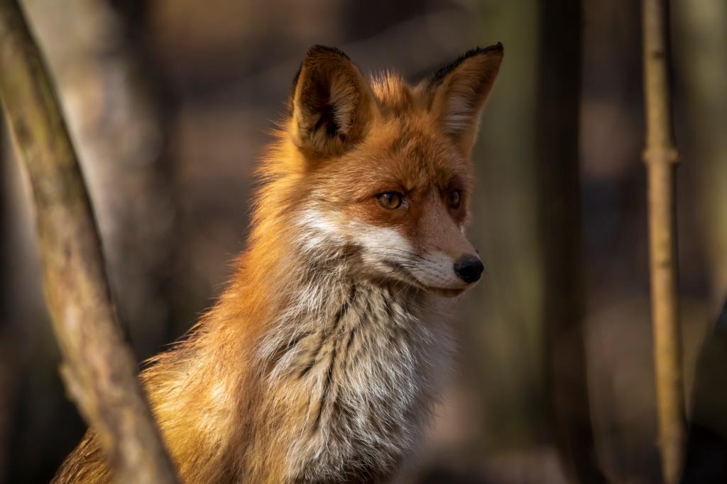 В природно-историческом парке «Кузьминки-Люблино» у лис появилось потомство - фото 1