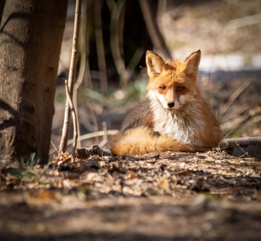 В природно-историческом парке «Кузьминки-Люблино» у лис появилось потомство - фото 2
