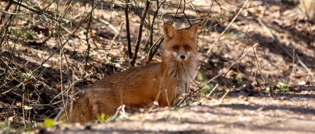 В природно-историческом парке «Кузьминки-Люблино» у лис появилось потомство - фото 3