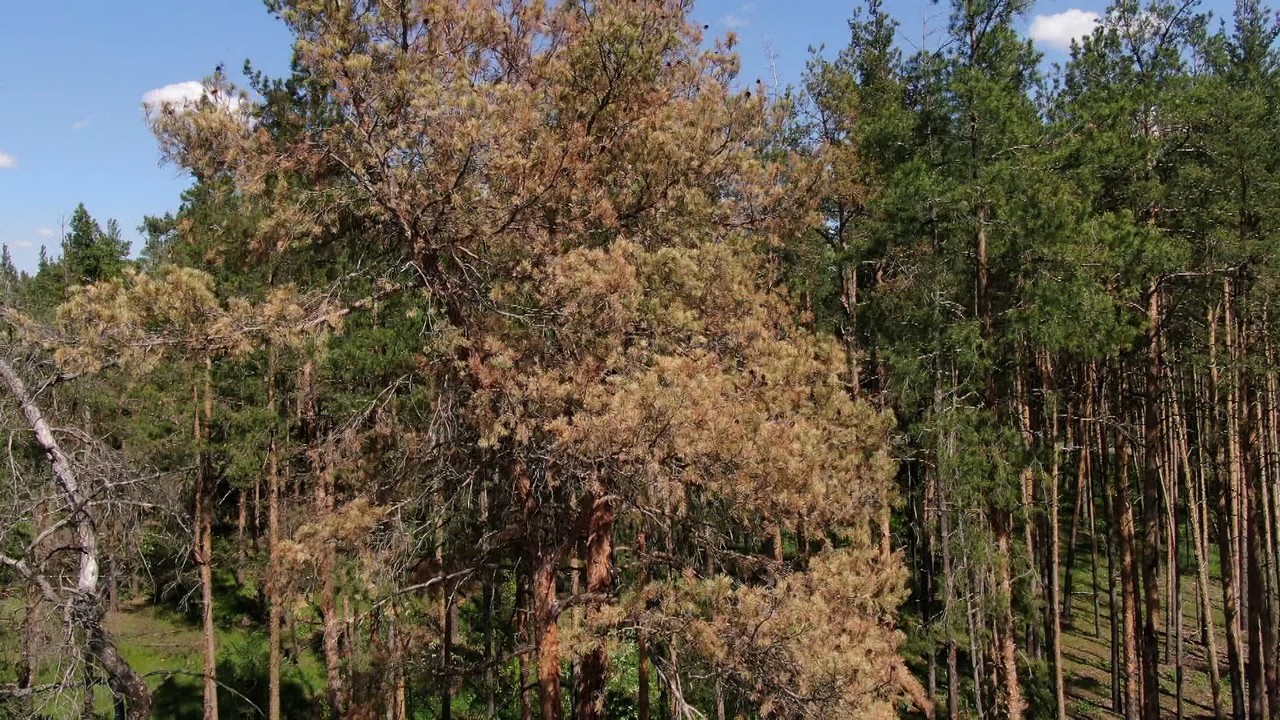 Хвойные леса в Воронежской области атаковала опасная болезнь - фото 2