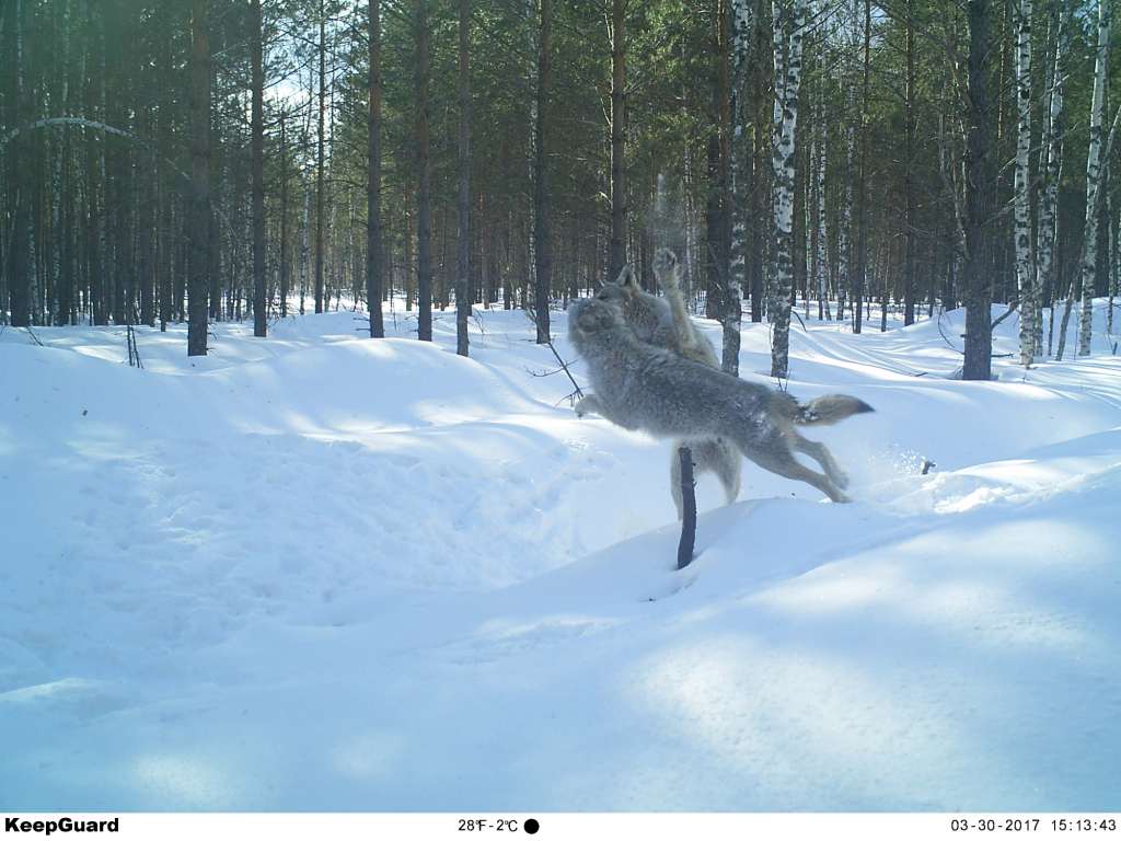 Мониторинг млекопитающих с использованием фотоловушек включен в программу Летописи природы Керженского заповедника. - фото 2