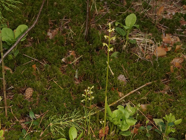 Редкие виды орхидей найдены в Керженском заповеднике - фото 1
