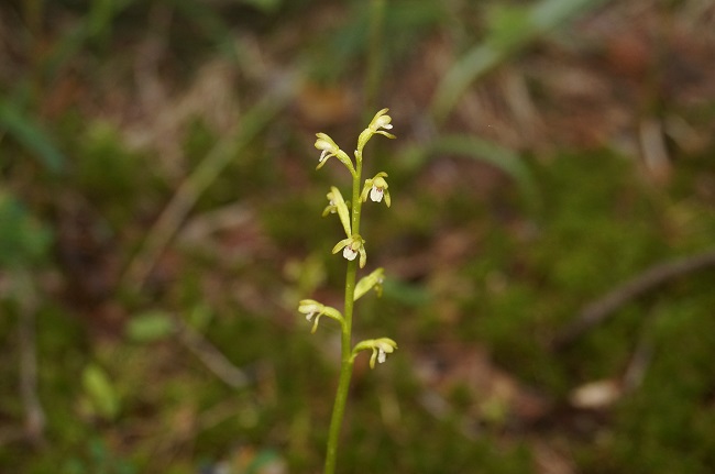Редкие виды орхидей найдены в Керженском заповеднике - фото 3