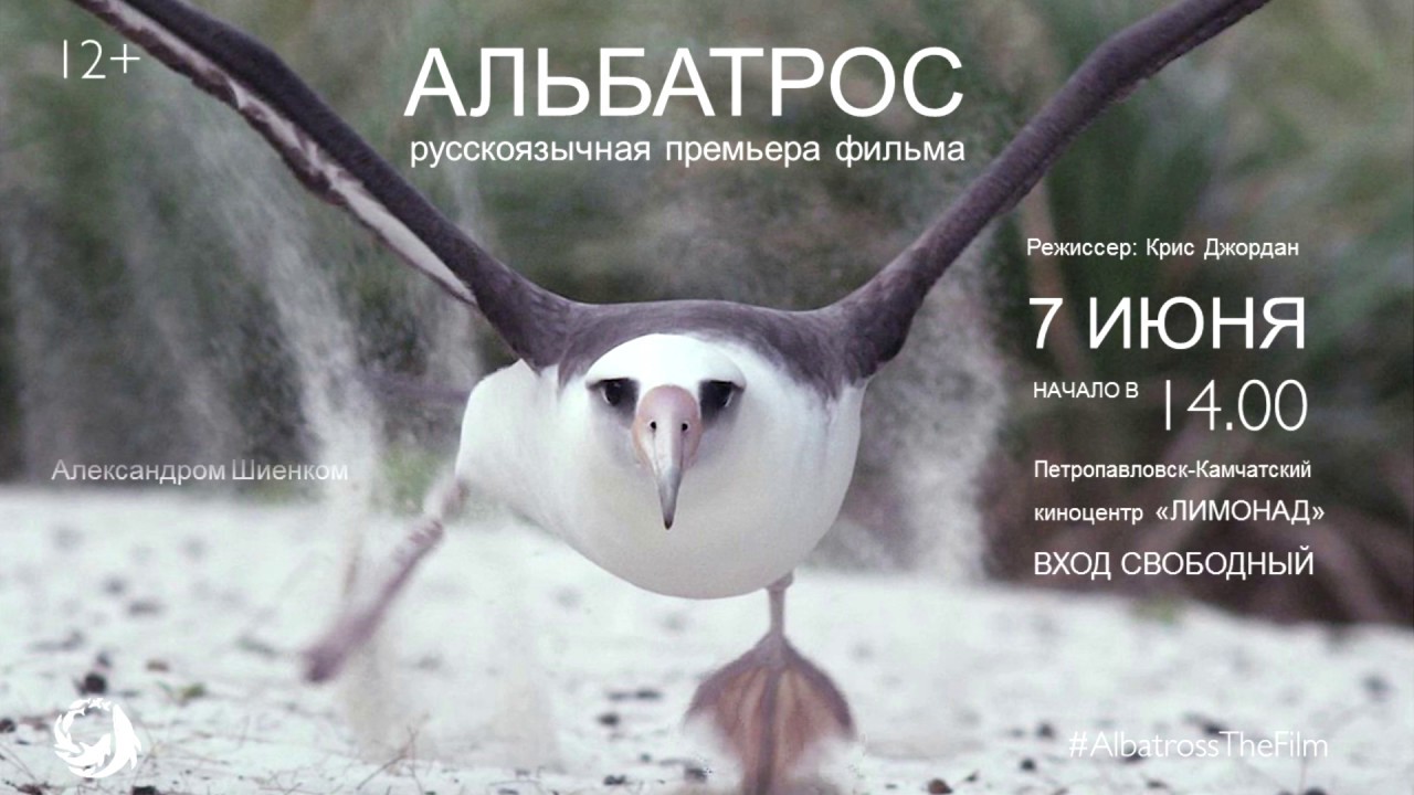 Тизер фильма "Альбатрос". Премьера в Петропавловске-Камчатском ко Всемирному дню окружающей среды 5 июня - фото 1