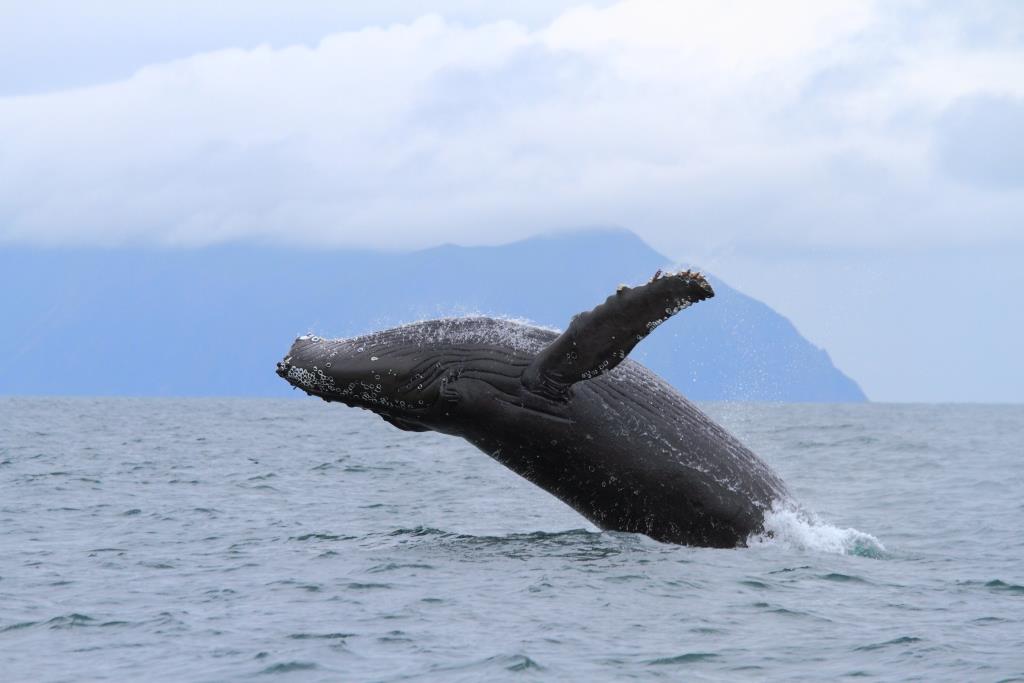23 июля – Всемирный день китов и дельфинов - фото 1