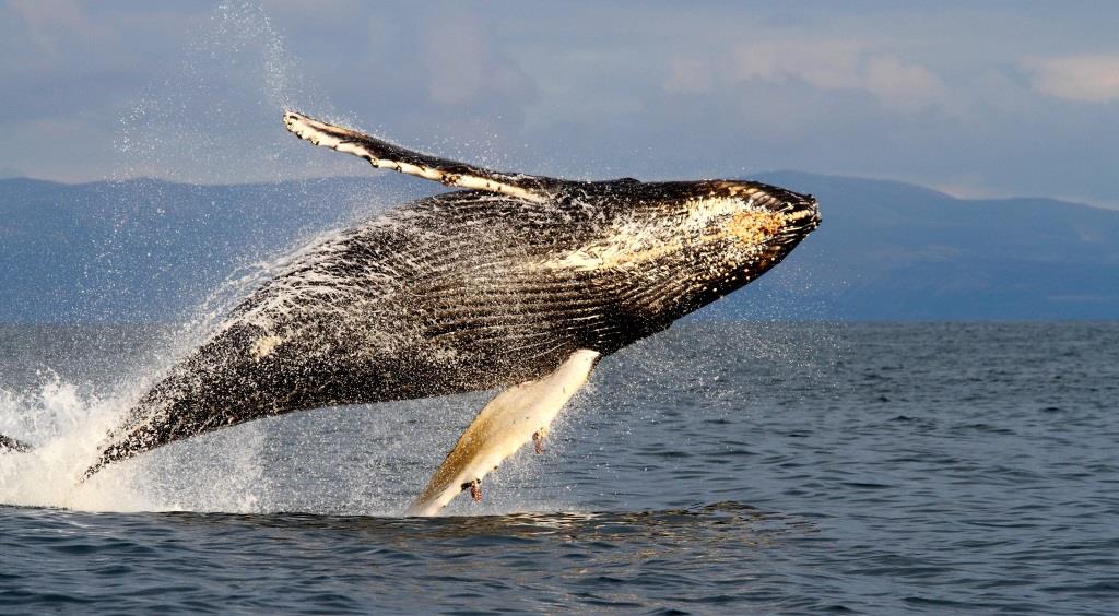 23 июля – Всемирный день китов и дельфинов - фото 2