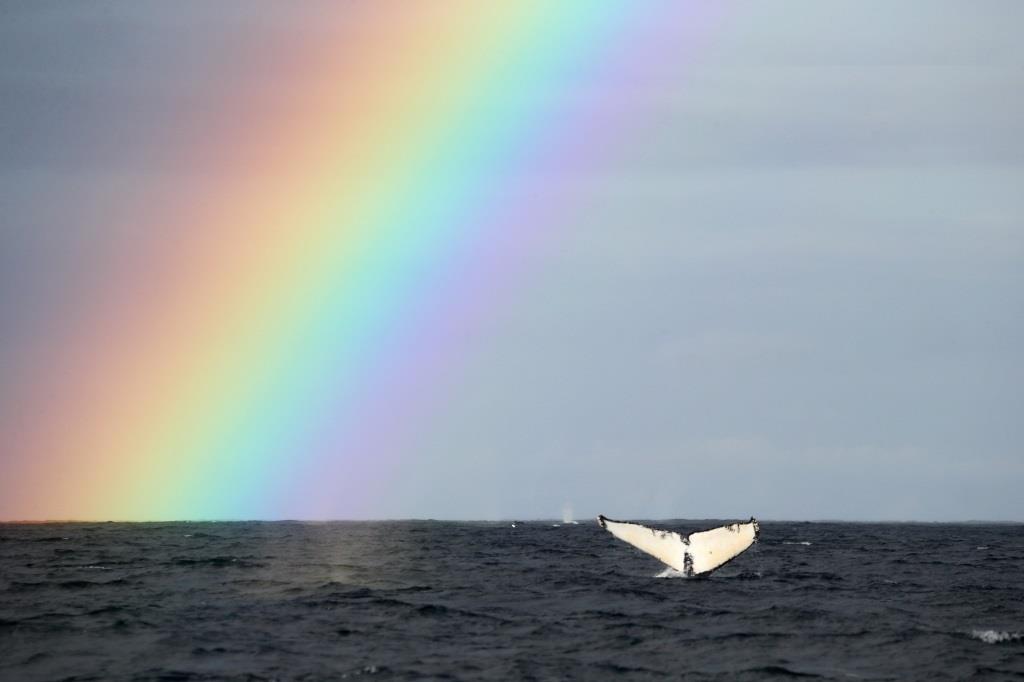 23 июля – Всемирный день китов и дельфинов - фото 3