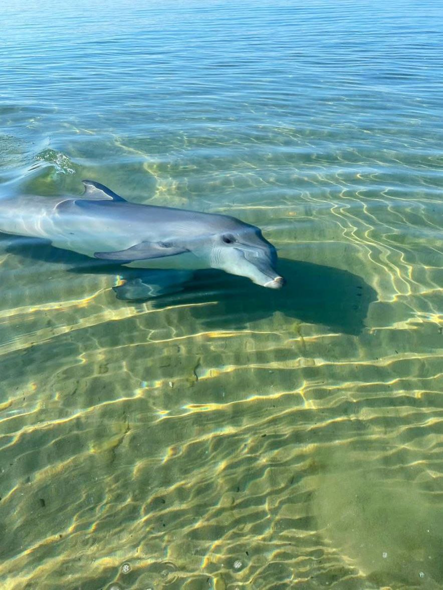 23 июля – Всемирный день китов и дельфинов - фото 4