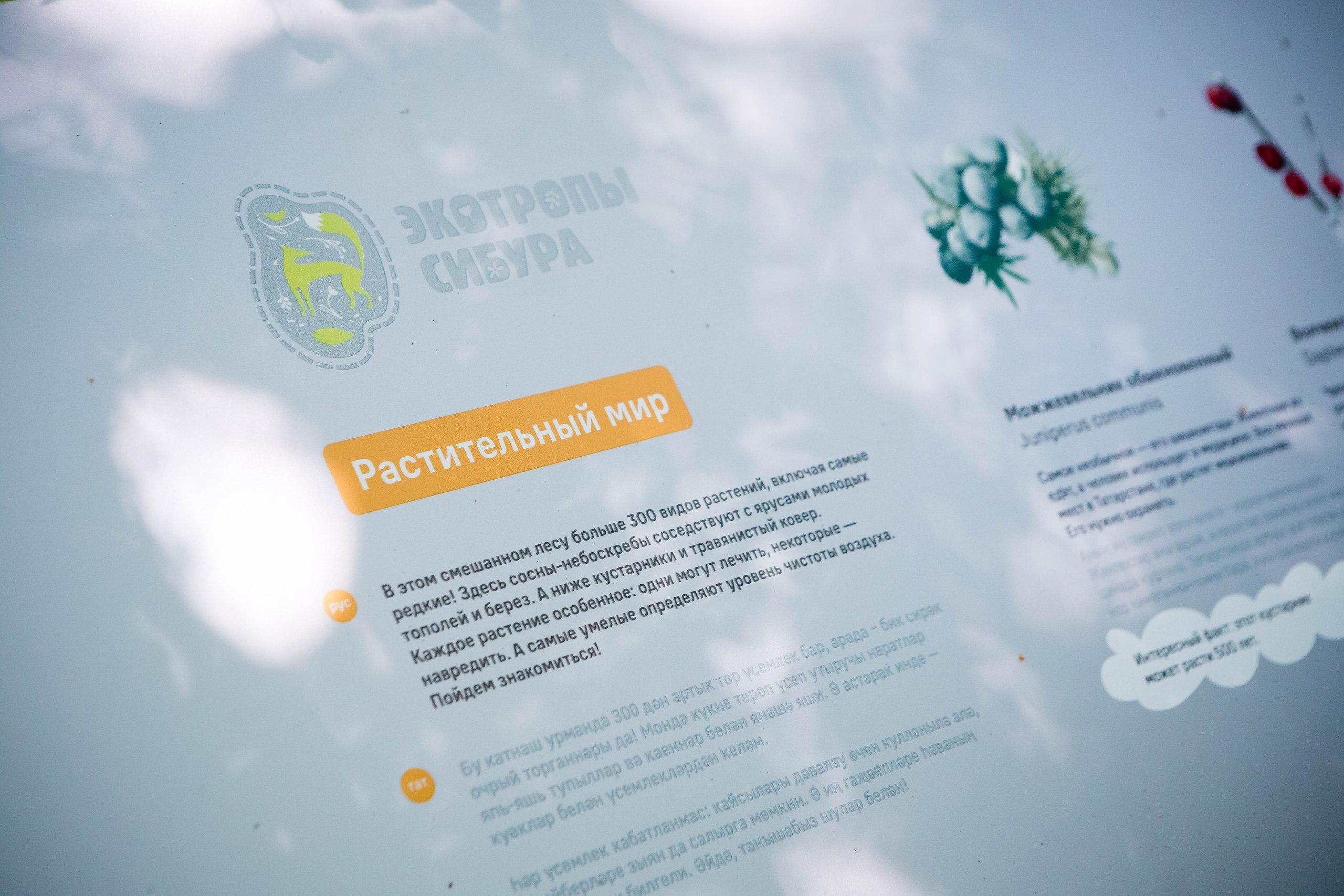 Следы лосей, краснокнижные растения и отель для насекомых: в Казани открылась новая экотропа  - фото 3