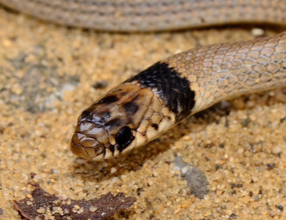 В Международный День змеи рассказываем об изучении пресмыкающихся на заповедных территориях - фото 7
