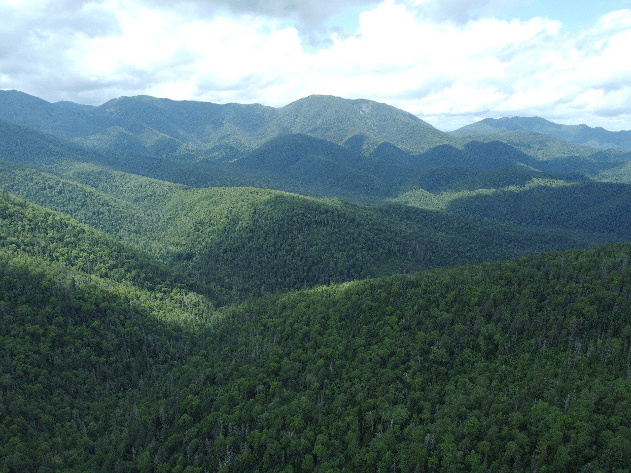 Ученые разработают методику прогнозирования усыхания елово-пихтовых лесов для юга Дальнего Востока - фото 1