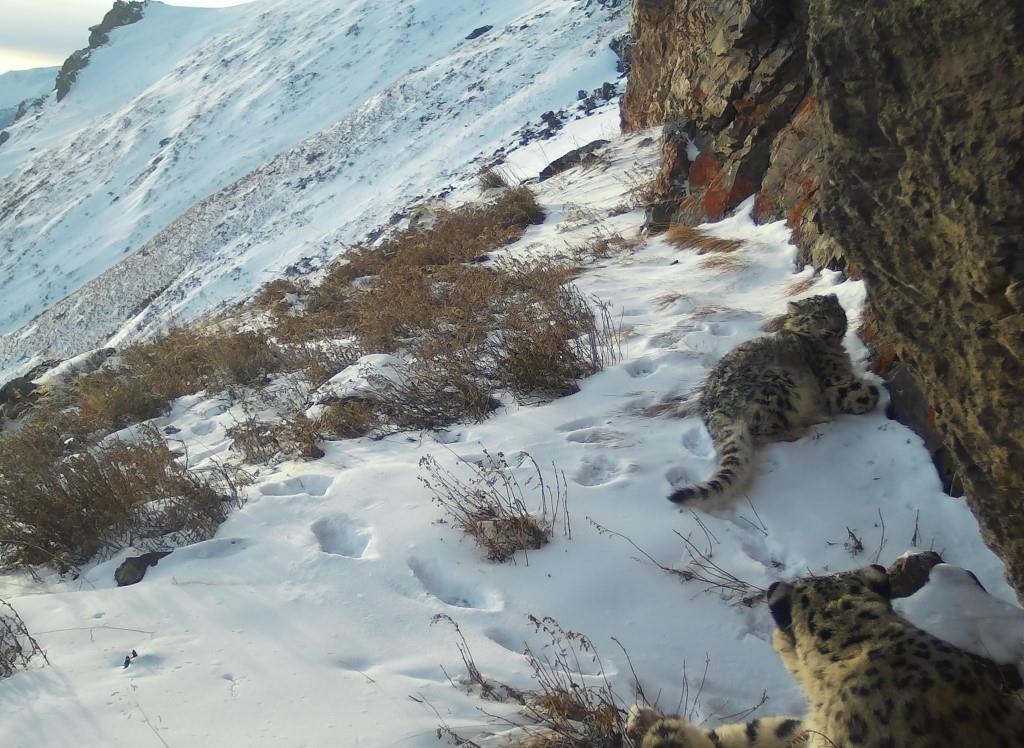 В заповеднике «Убсунурская котловина» выявлено 18 особей ирбиса – на 7 больше, чем в прошлом году - фото 3