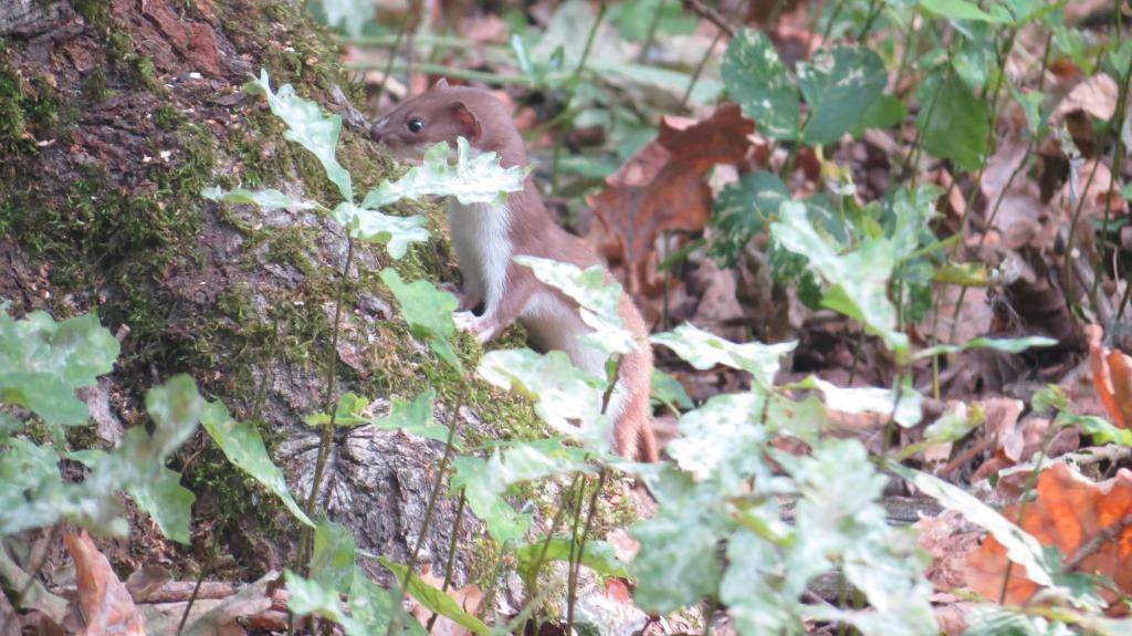 Шерстка густая, тело как у горностая: ласка замечена в природно-историческом парке «Измайлово» - фото 2