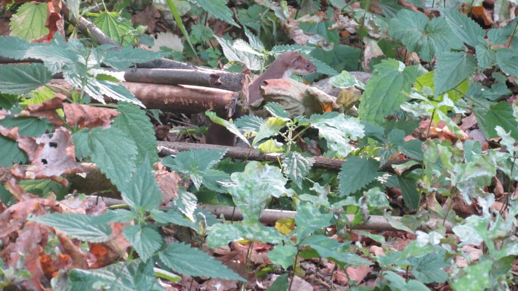 Шерстка густая, тело как у горностая: ласка замечена в природно-историческом парке «Измайлово» - фото 3