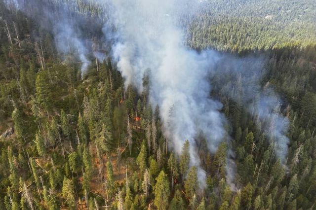 Пожары вплотную приблизились к роще Марипоза, дому для 500 гигантских деревьев - фото 5