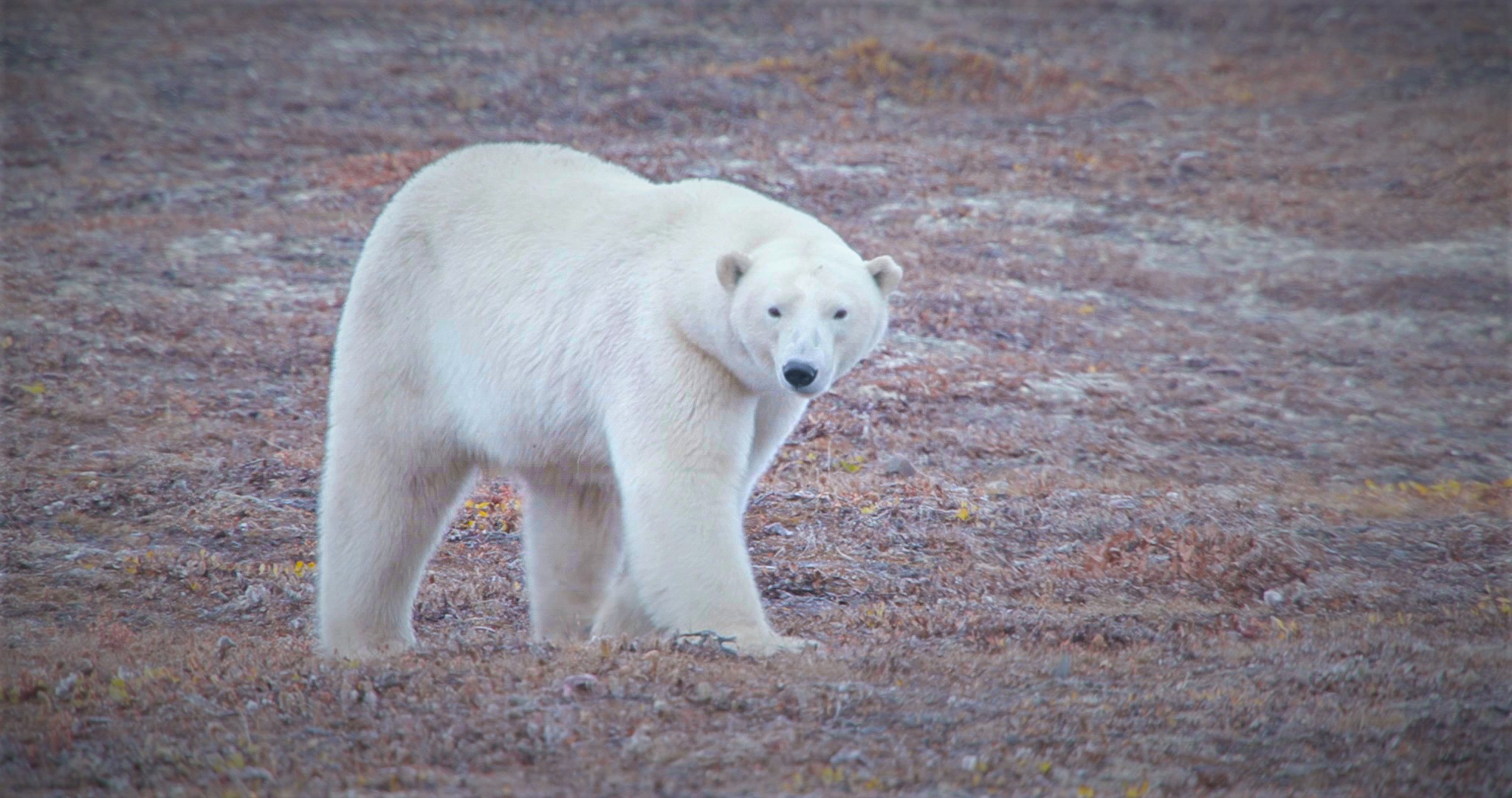 Инновационная разработка мечения диких животных представлена на Международной конференции «Вселенная белого медведя: Арктические экосистемы»   - фото 1