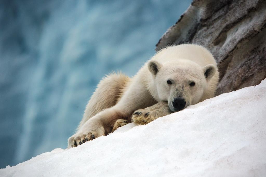 27 февраля – День белого медведя. На заповедных территориях ведется изучение крупнейшего наземного хищника планеты - фото 2