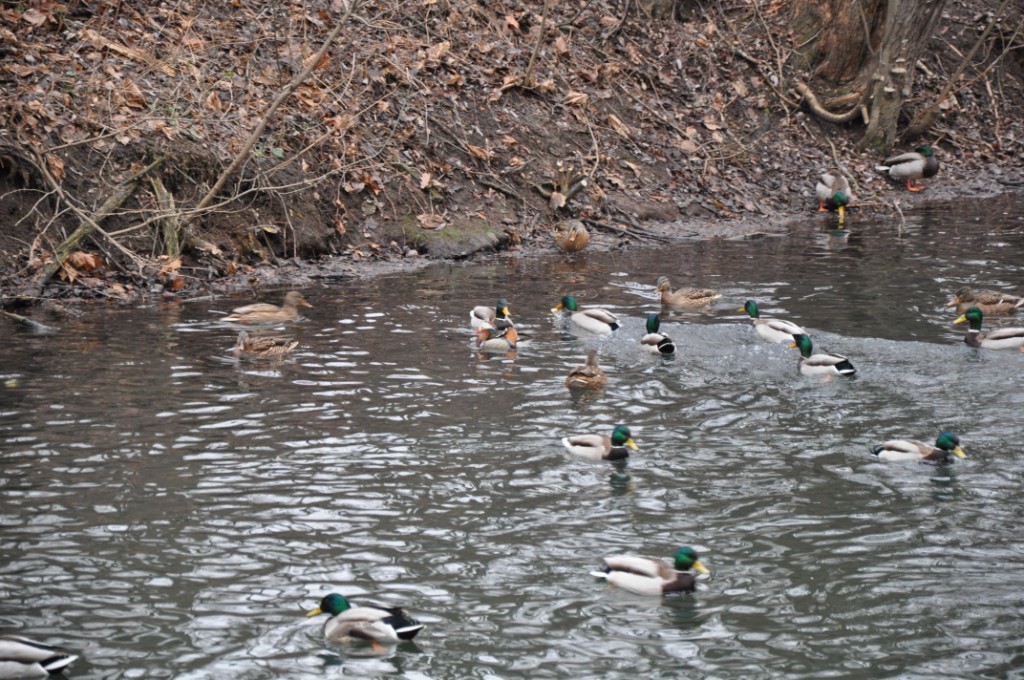 Почти 10 тысяч водоплавающих птиц остались зимовать на природных территориях Москвы   - фото 2
