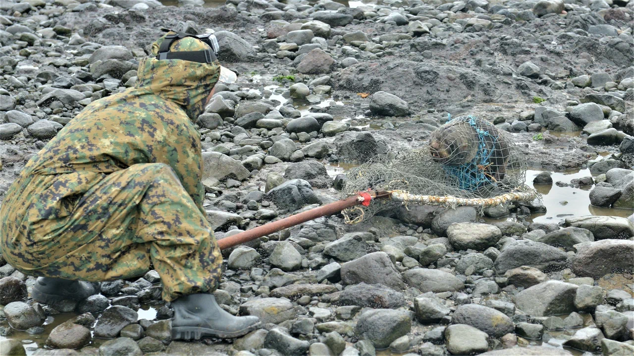 На Командорских островах освободили от пластикового мусора 22 морских котика - фото 5