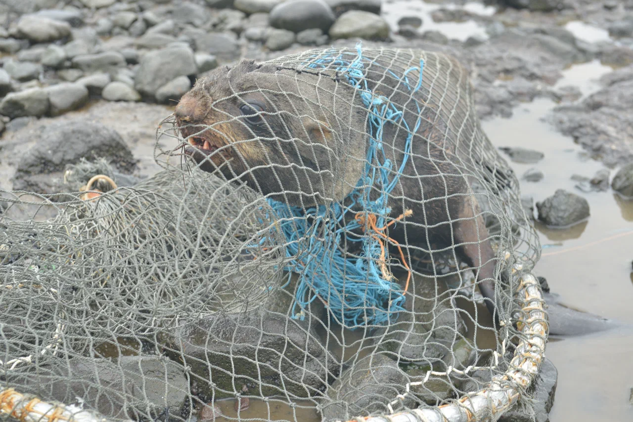 На Командорских островах освободили от пластикового мусора 22 морских котика - фото 6