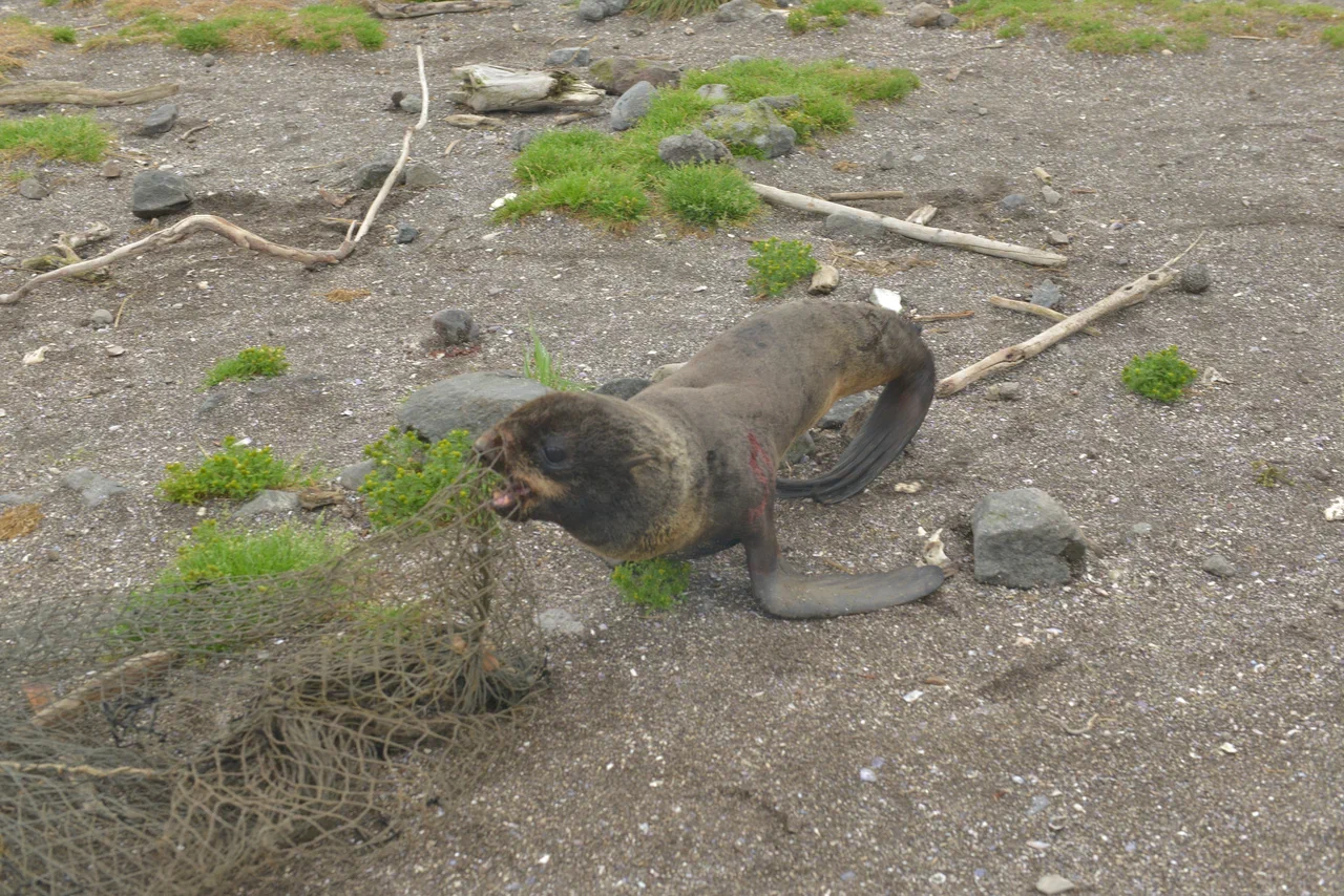 На Командорских островах освободили от пластикового мусора 22 морских котика - фото 10
