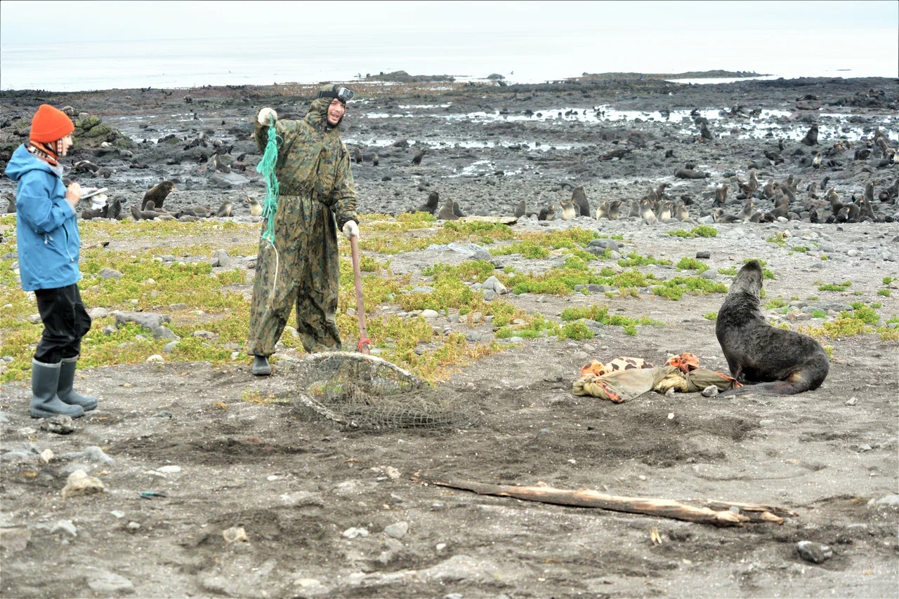 На Командорских островах освободили от пластикового мусора 22 морских котика - фото 15