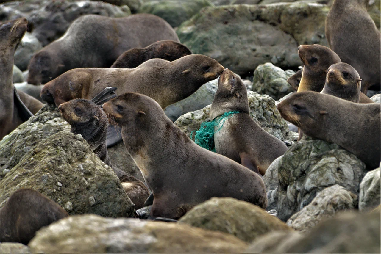 На Командорских островах освободили от пластикового мусора 22 морских котика - фото 17