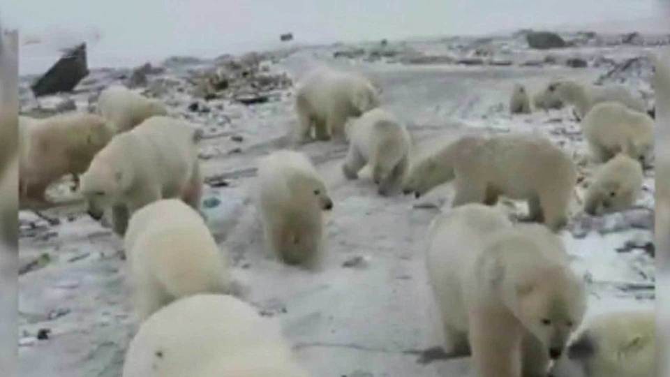 Ученые приступили к испытаниям звукового отпугивателя белых медведей - фото 1