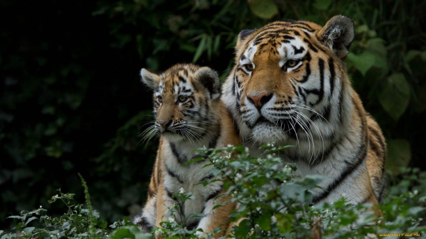 Как тигрицы распределяют время между детьми и охотой - фото 2
