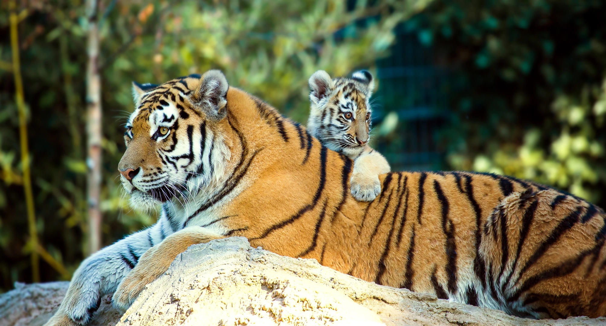 Как тигрицы распределяют время между детьми и охотой - фото 1