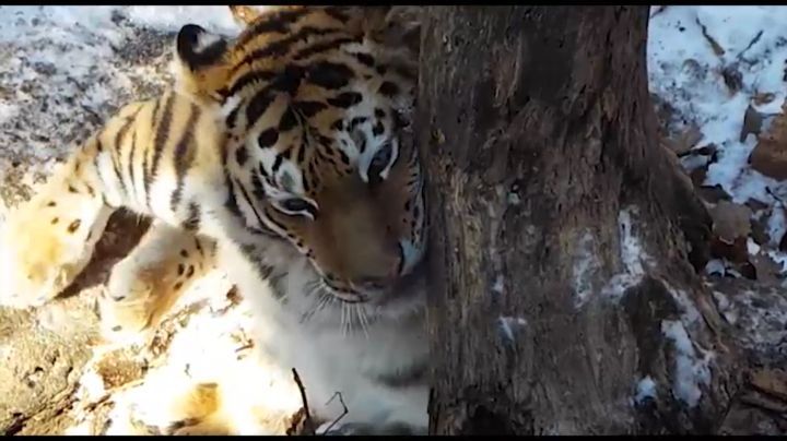 Тигрица Елена, выпущенная в Приамурье, впервые попала на фотоловушку - фото 1