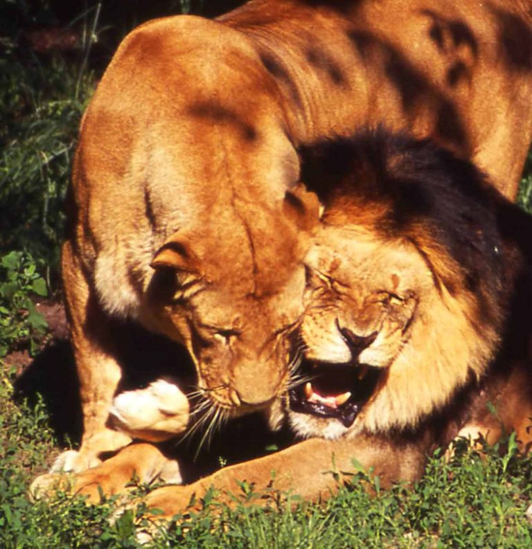 Окно в мир Василия Климова: Женские характеры в мире львов. Какие они? - фото 1