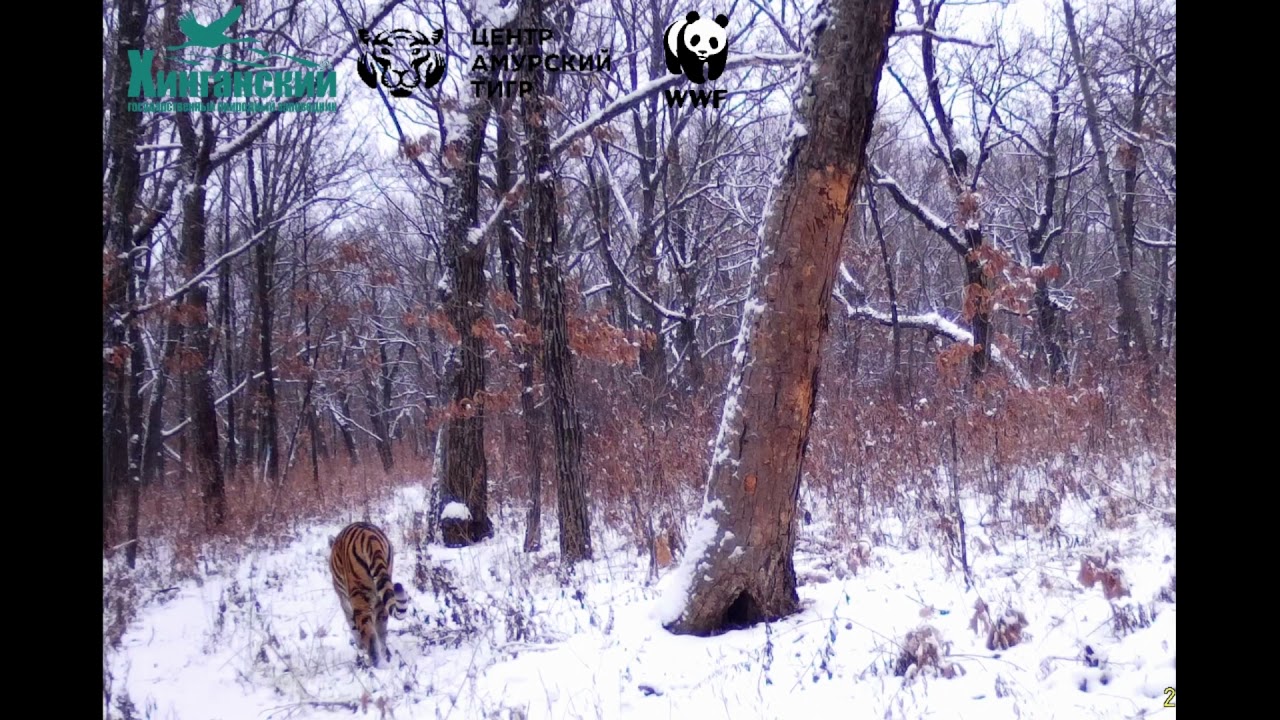 Тигрица Елена, выпущенная в Приамурье, впервые попала на фотоловушку - фото 3