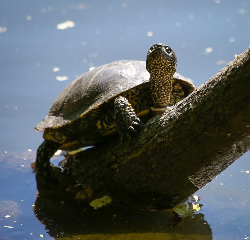 В природном заказнике «Долина реки Сетунь» поселилась болотная черепаха - фото 2