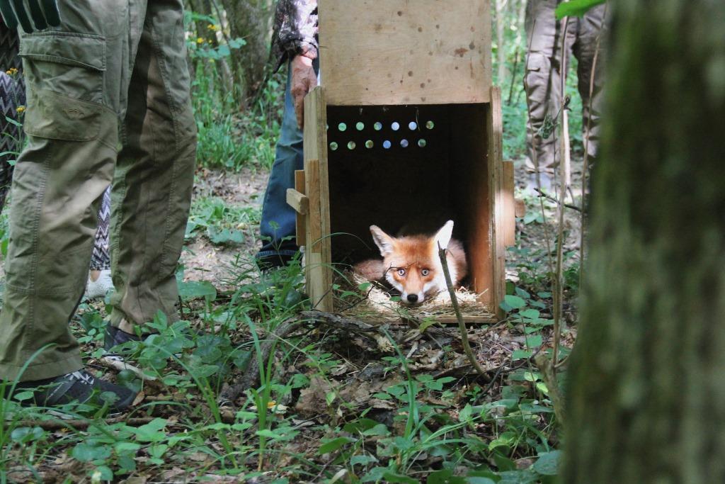 Барсук, енотовидная собака и лисы: благодаря специалистам животные получили второй шанс на свободную жизнь в дикой природе - фото 7