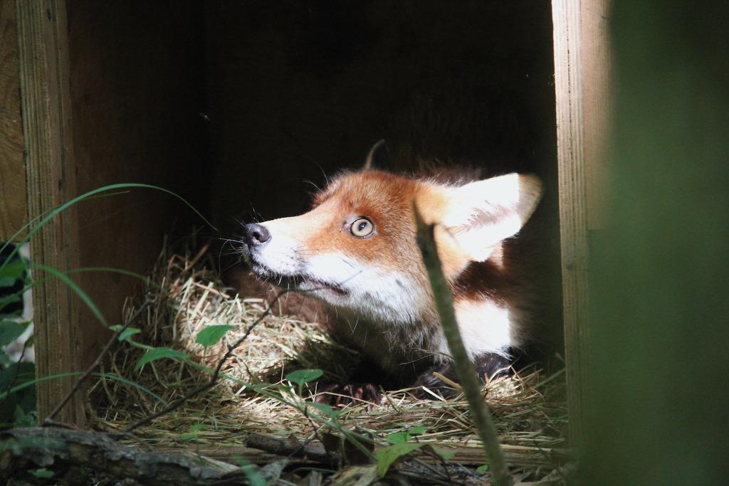 Барсук, енотовидная собака и лисы: благодаря специалистам животные получили второй шанс на свободную жизнь в дикой природе - фото 8