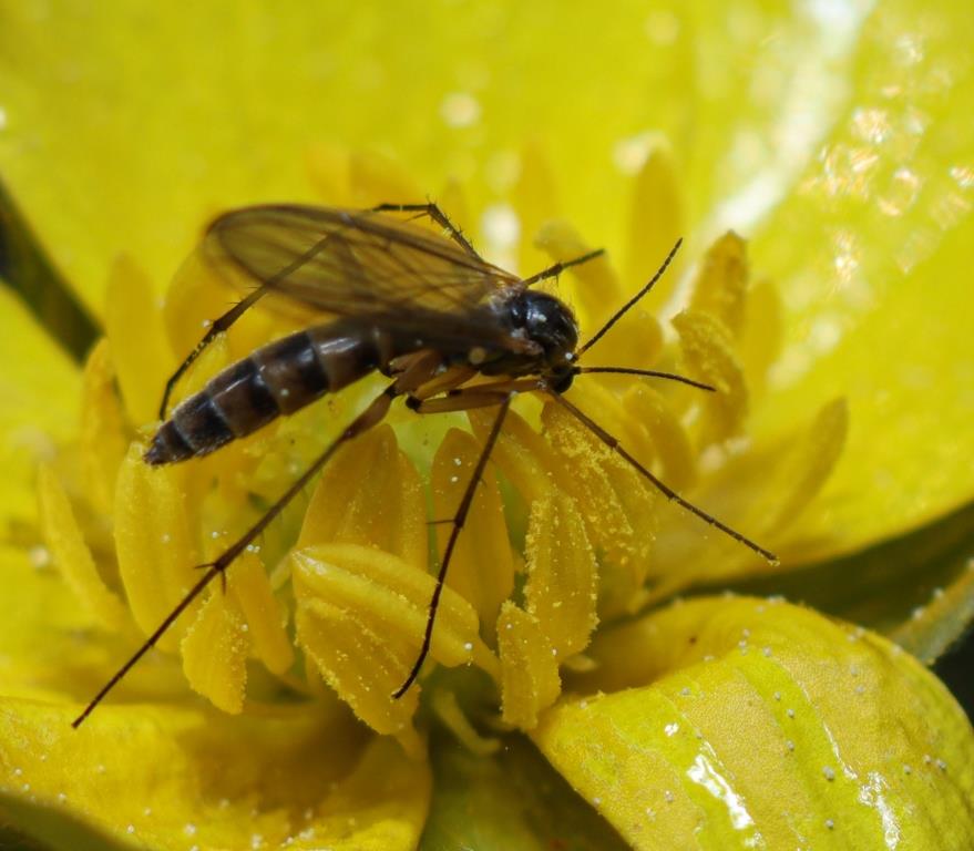Экосредства от комаров: Мосприрода рассказала об экологичной защите от назойливых насекомых - фото 2