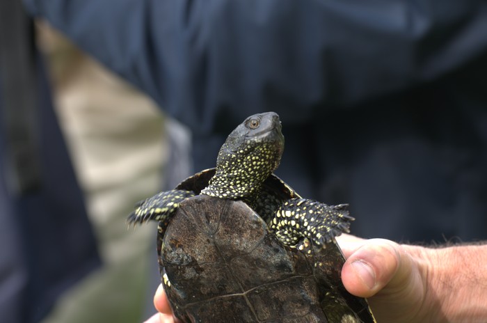 Новоселье болотных черепах - фото 5