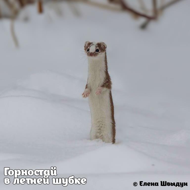 Новый гардероб: на природных территориях Москвы животные начали менять шубки - фото 6